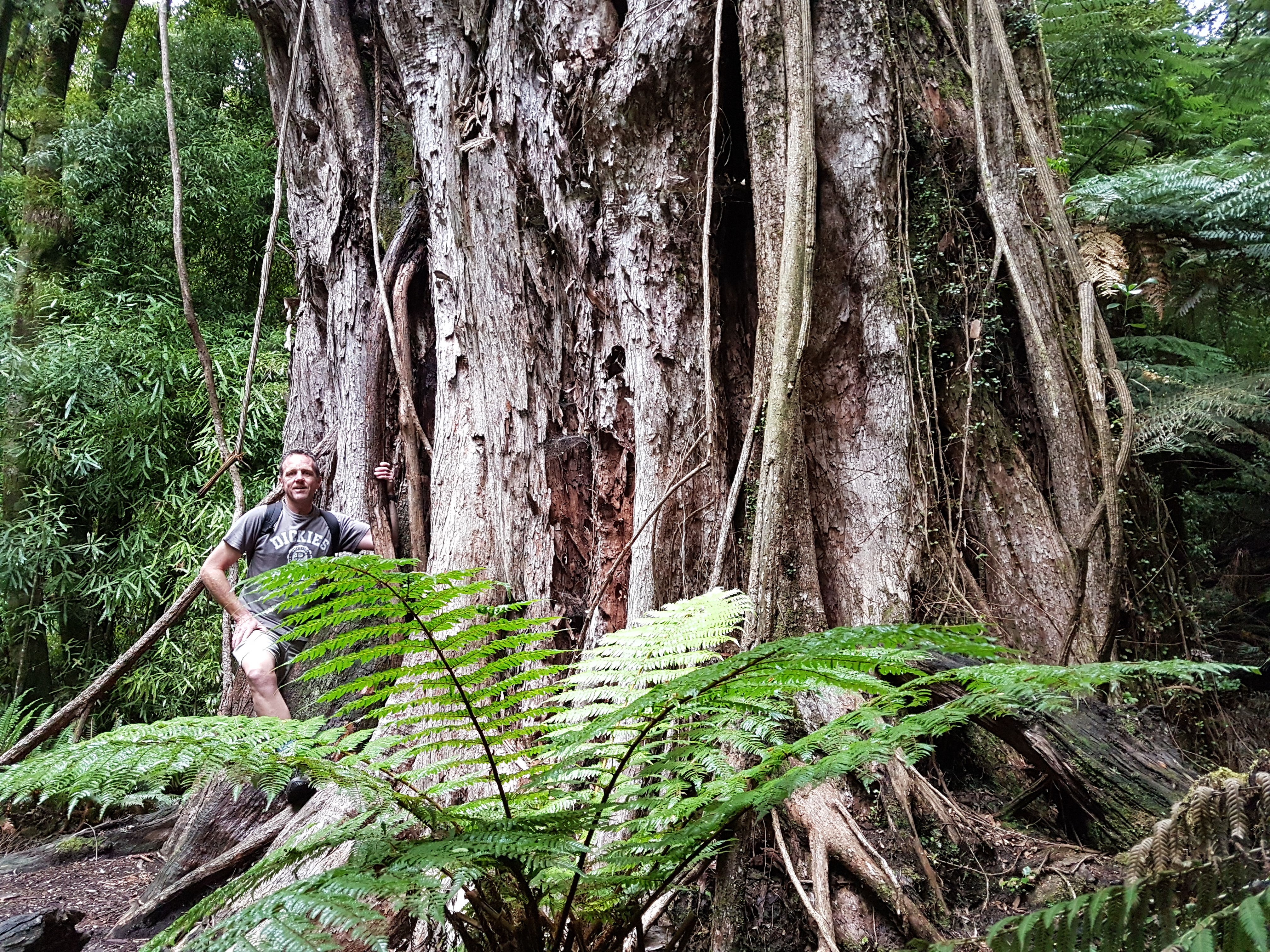 Most impressive Trees in Rotorua